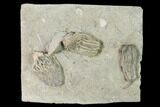 Three Species of Crinoids on One Plate - Crawfordsville, Indiana #148665-1